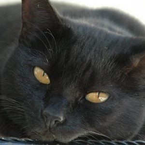 Meet your Posher, Dieganka